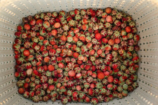 Świeże dojrzałe czerwone jagody dzikich leśnych truskawek w koszu za trawą Dary natury letnie witaminy Zbieranie jagód
