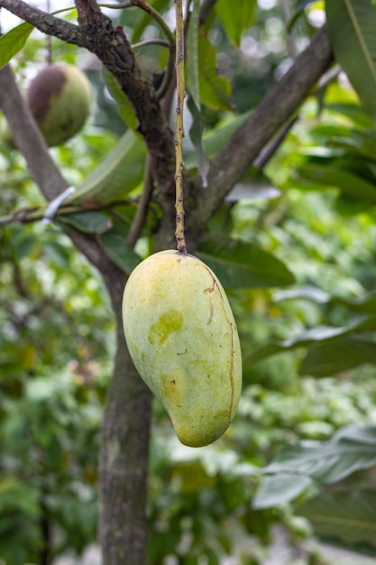 Świeże Dojrzałe Mango Wiszące Na Drzewie Z Bliska