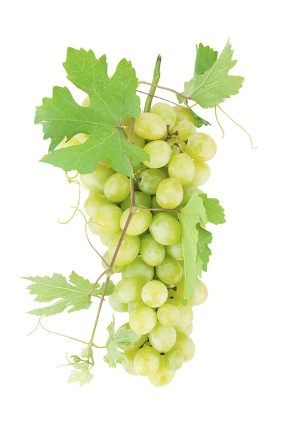 Świeże dojrzałe winogrona