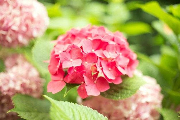 Świeże hortensia jasnoczerwone kwiaty i zielone liście w tle