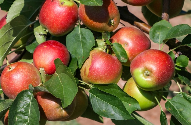 Świeże jabłka organiczne na gałęzi jabłoni, Elmali - Antalya - Turcja