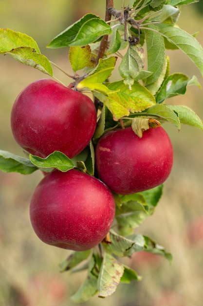 Świeże jabłka z sadów Zbior jabłek gotowy do zbioru z sadów w Mołdawii