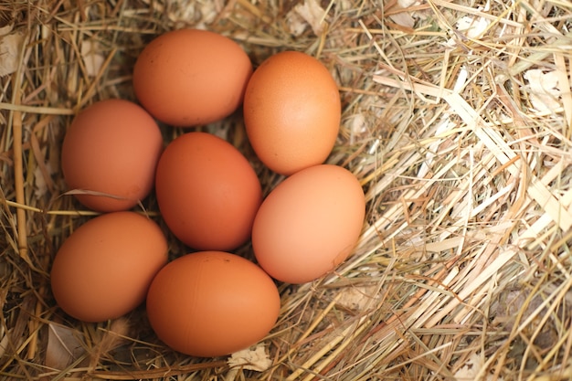 Świeże jaja kurze leżą w kurniku w koncepcji siana żywność rolnicza i produkty naturalne