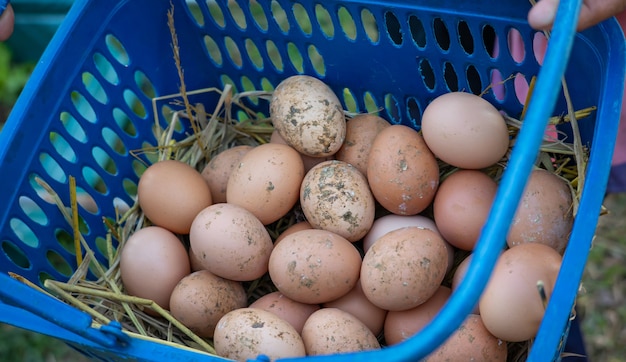 Zdjęcie Świeże jajka organiczne w jednym koszu nie są czyszczone.