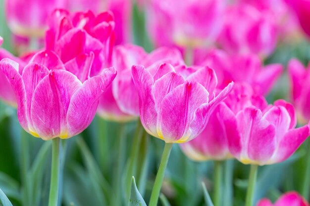 Świeże kolorowe tulipany kwitną w ogrodzie.