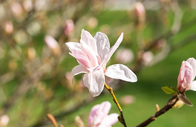 Zdjęcie Świeże kwiaty magnolii kwitnące wiosną piękne różowe magnolie kwitną na jasnym niebie