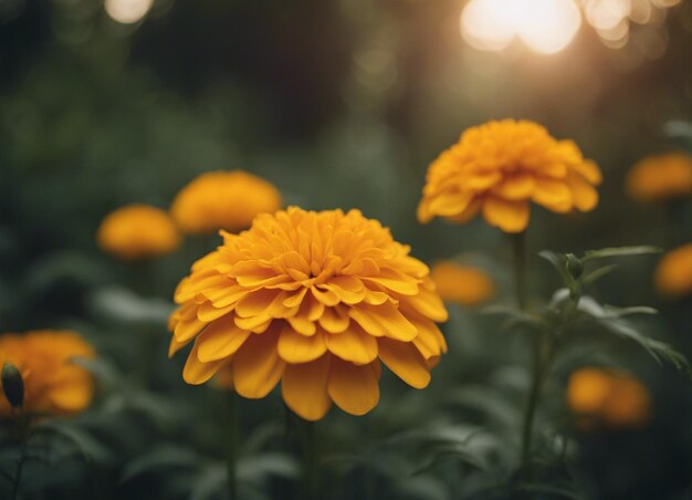Świeże kwiaty marigold