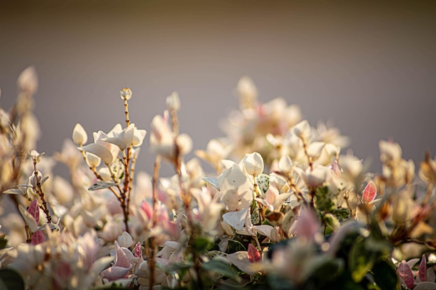 Świeże kwitnące wiosenne magnolie selektywne skupienie rozmycie