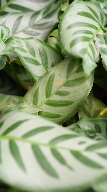 Świeże liście Calathea zebrina (roślina zebra) - warstwa zielonych liści natura abstrakcyjne tło