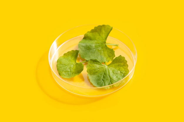 Świeże liście gotu kola w szalkach Petriego na żółtym tle