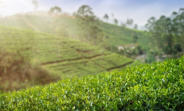 Zdjęcie Świeże liście herbaty z bliska plantaże herbaty
