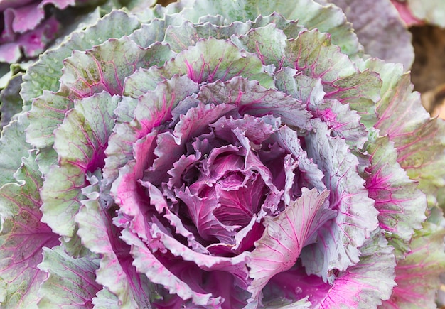 Świeże Liście Kapusty (brassica Oleracea)