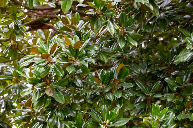 Świeże liście magnolii na gałęzi magnolii wielkokwiatowej powszechnie znanej jako magnolia południowa