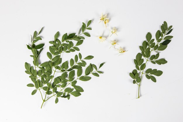 Świeże liście Moringa i kwiaty widok z góry