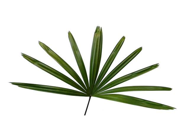 Świeże liście palmy bambusowej lub rhapis excelsa na białym tle