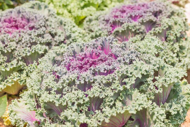 Świeże liście rośliny brassica oleracea