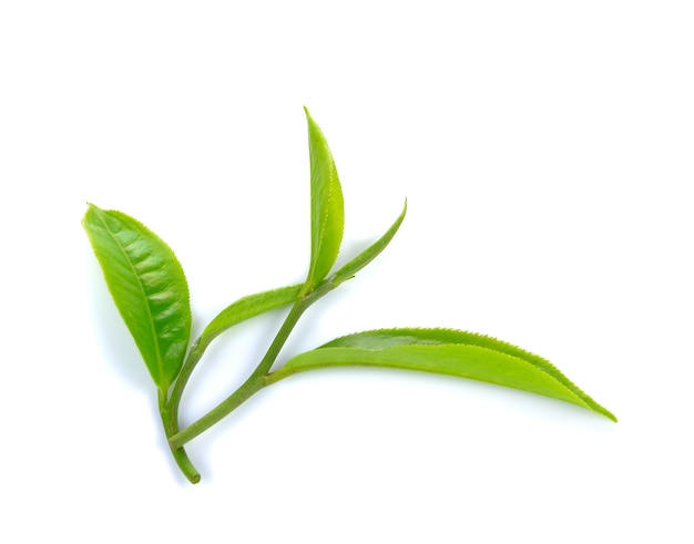 Świeże liście zielonej herbaty na białym tle
