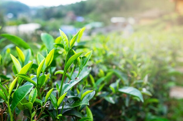 Świeże liście zielonej herbaty na plantacji herbaty rano