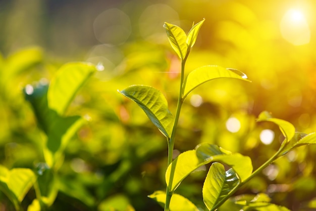 Świeże liście zielonej herbaty z bliska o wschodzie słońca Kerala, Indie