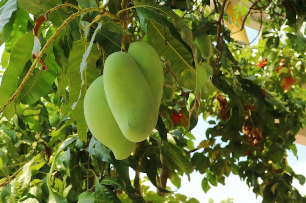 Świeże mango na drzewie Ulubione owoce Tajlandii Koncepcja natury i jedzenia