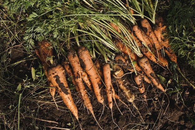 Świeże marchewki. Zbierz świeże organiczne marchewki z ziemi. Kupie świeżych dojrzałych marchwi na polu. Rolnictwo organiczne.