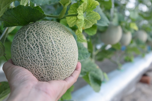 Świeże melony lub zielone melony rosnące w szklarni wspierane przez sieci melonowe.