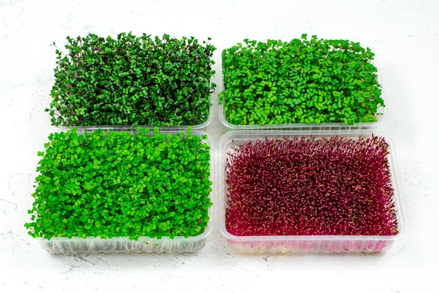 Świeże microgreens organicznych w plastikowym pojemniku na białym tle Micro greens Koncepcja wegańskiej i zdrowej żywności