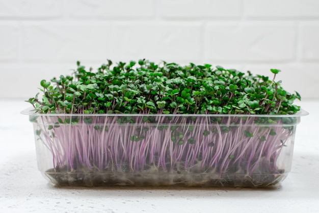 Świeże microgreens organicznych w pojemniku z tworzywa sztucznego na białym tle Micro greens