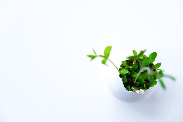 Zdjęcie Świeże mikrozielone mikrozielone rośliny aruguli i kredy rosną w białych sadzonkach z skorupami jaj