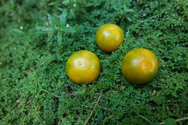 świeże mini pomarańczowe owoce w ogrodzie na podwórku w letni dzień