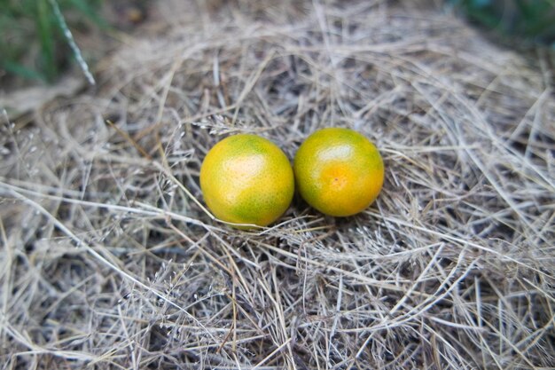 świeże mini pomarańczowe owoce w ogrodzie na podwórku w letni dzień