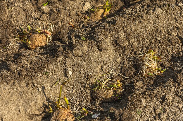 Świeże młode kiełki ziemniaka sadzonki w glebie Tło koncepcji ogrodnictwa Wiosna sezonowa