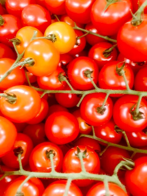 Świeże organiczne pomidory koktajlowe na gałęzi, grupa świeżych pomidorów koktajlowych