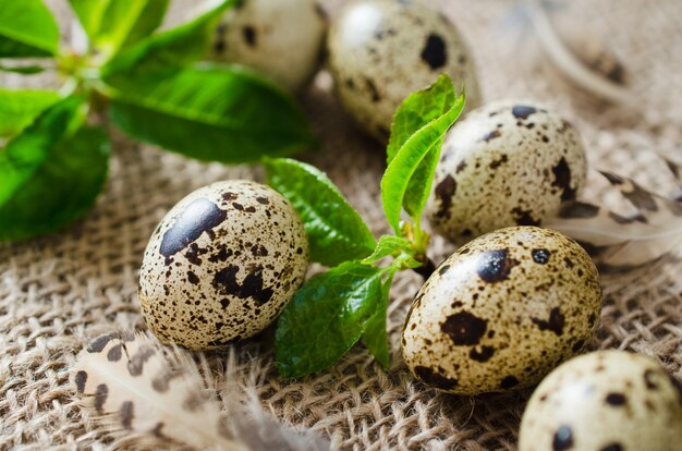 Świeże organiczne przepiórcze jaja i wiosna liści.