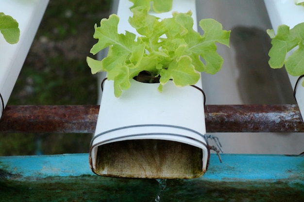 Świeże organiczne warzywa w hydroponice bez glebowego ogrodu warzywnego Innowacja dla koncepcji życia