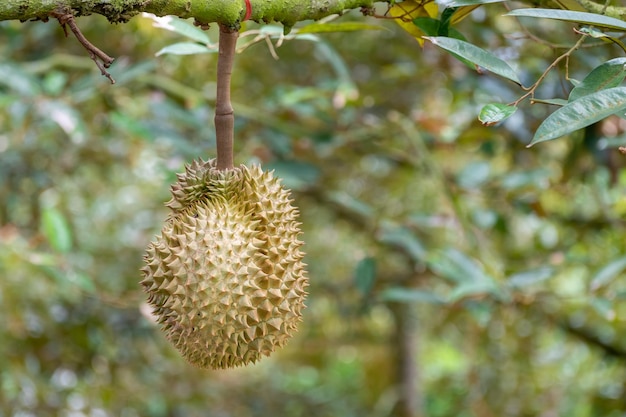 Świeże organiczne zielone owoce Durian zwisające z gałęzi w ogrodzie drzewa Durian i koncepcja zdrowej żywności