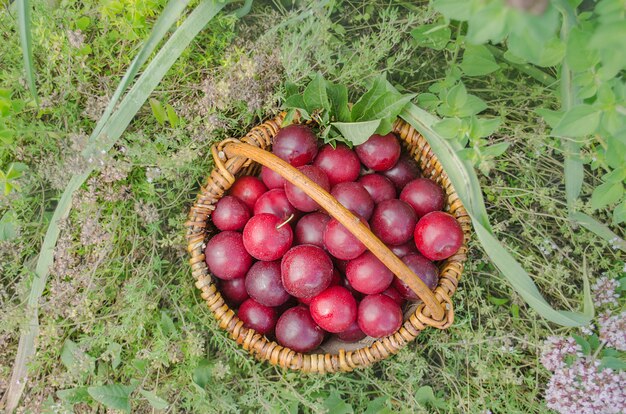 Świeże Organicznie Dojrzałe Czerwone śliwki