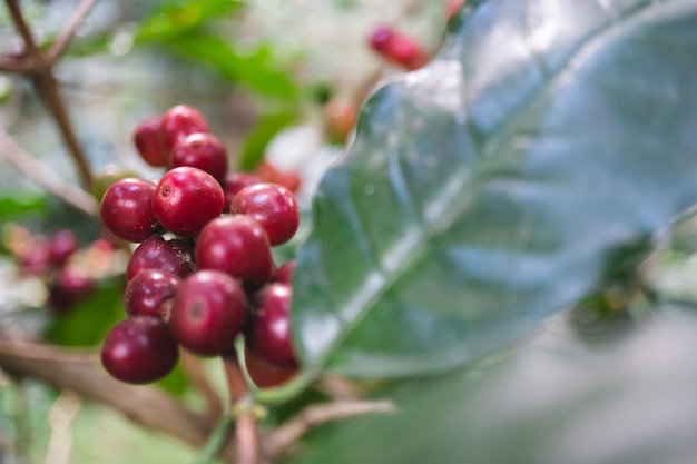 Świeże organicznie kawowe wiśnie z kawowym drzewem w północnej części Thailand