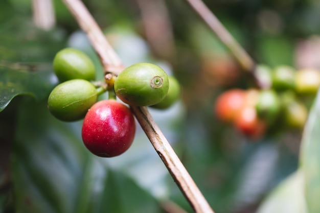 Świeże organicznie kawowe wiśnie z kawowym drzewem w północnej części Thailand