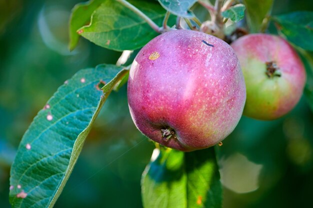 Świeże owoce do zbioru w lecie Zbliżenie sadu w zrównoważonym ekologicznym gospodarstwie lub ogrodzie Zdrowe organiczne czerwone jabłka dojrzewające na drzewie z liśćmi na zielonym tle