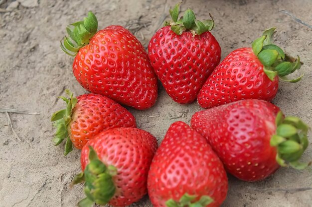 Świeże owoce zdrowe żywność ekologiczna naturalna