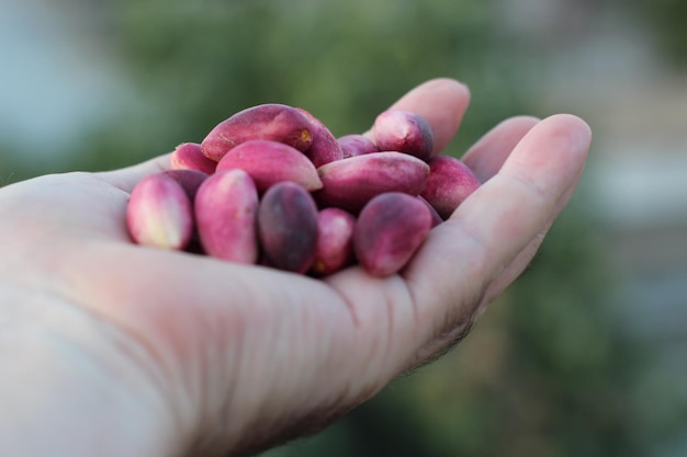 Świeże pistacje na ręce, kolor czerwony