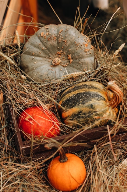 Świeże pomarańczowe dynie leżące w sianie Jesienna dekoracja Halloween i Święto Dziękczynienia