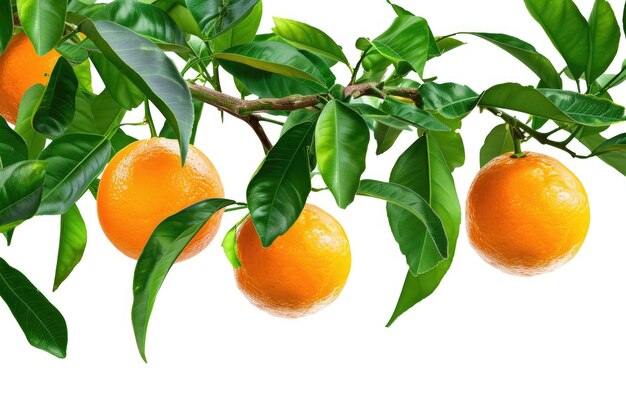 Świeże pomarańczowe owoce wiszą na gałęzi drzewa z zielonymi liśćmi izolowanymi na białym tle