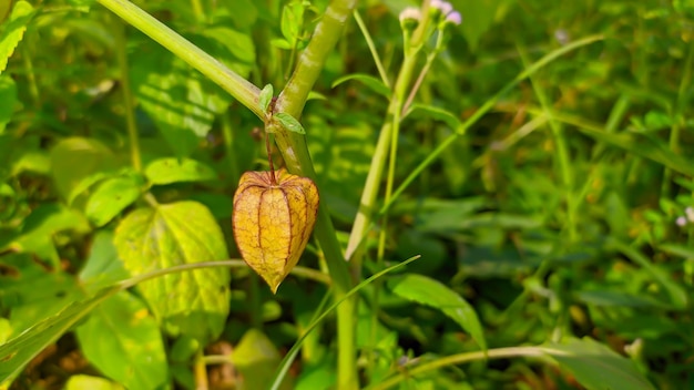 świeże rośliny owocowe ciplukan Physalis angulata