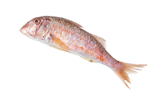 Świeże ryby barwena na białej powierzchni