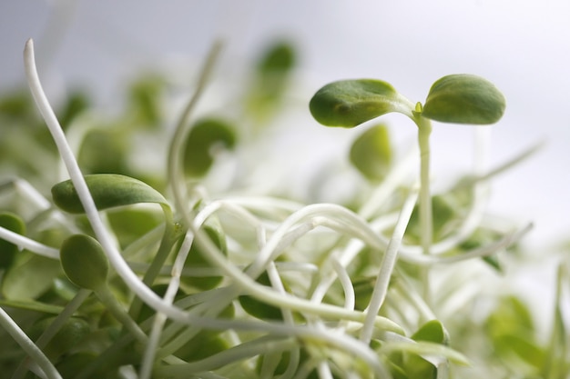 Świeże sadzonki słonecznika, Microgreen Organic