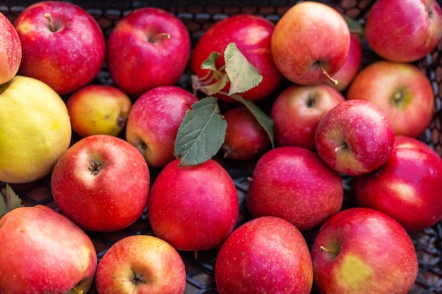 Świeże soczyste jabłka czerwone, naturalne tło. Zamknij się jabłka w pudełku. Żniwa, witaminy, wegetarianie, owoce, zbiory