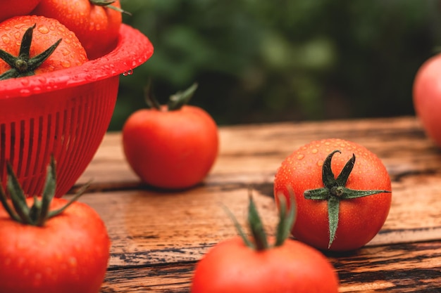 Świeże soczyste pomidory pokryte kroplami wody na drewnianym stole