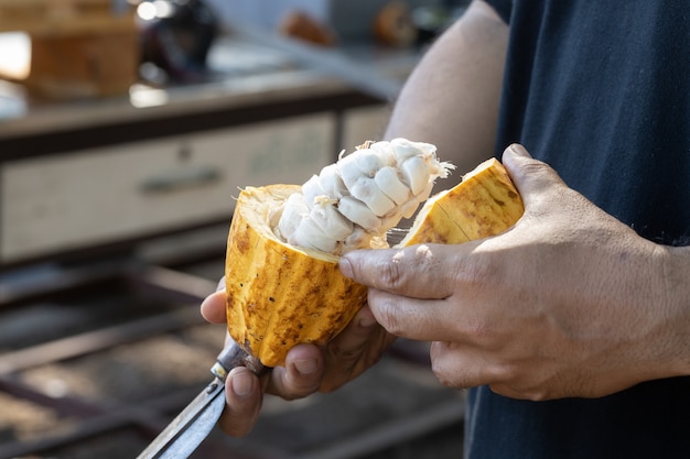Świeże strąki kakao wyciąć odsłaniając nasiona kakao, z rośliną kakaową w tle.